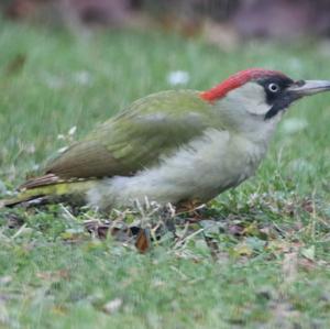 Eurasian Green Woodpecker