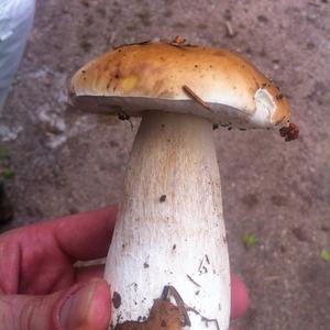 King Bolete