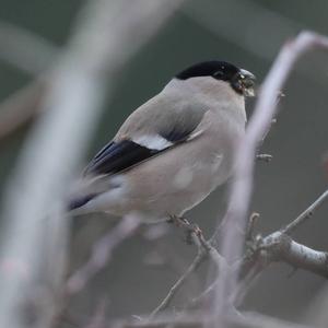 Eurasian Bullfinch