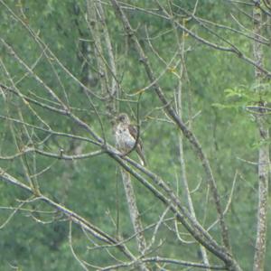 Mistle Thrush