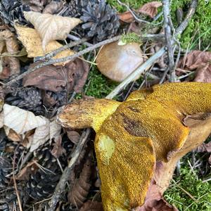 Dotted-stalk Bolete