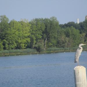 Grey Heron