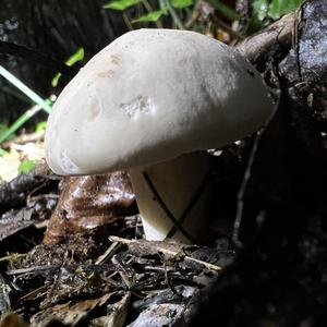 St George`s Mushroom