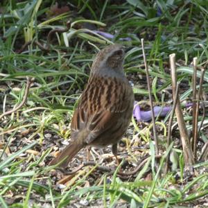 Hedge Accentor