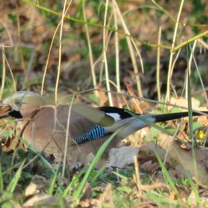 Eurasian Jay