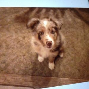 Australian Shepherd