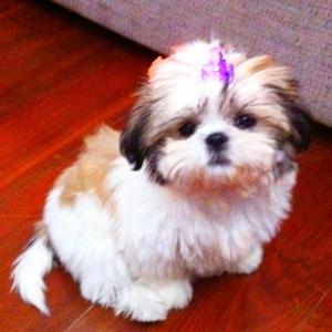 Shih Tzu