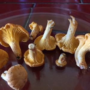 Chanterelle, Common