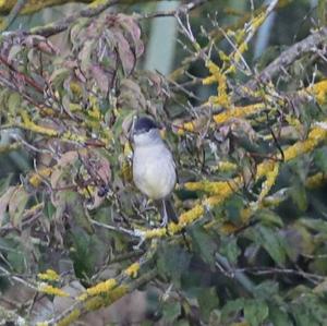 Blackcap