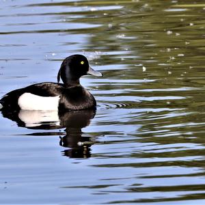 Tufted Duck