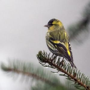 Eurasian Siskin