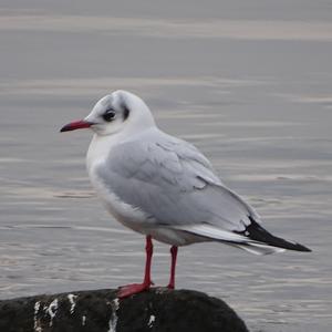 Black-headed Gull