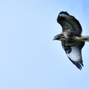 Common Buzzard