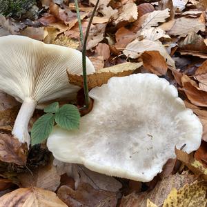 Cloudy Clitocybe