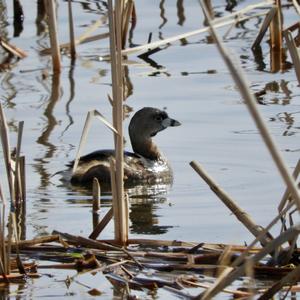 Pied-billed Grebe