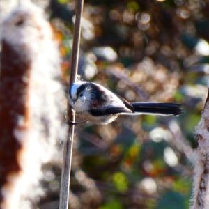 Long-tailed Tit