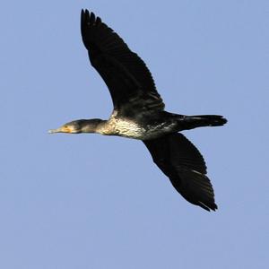 Great Cormorant