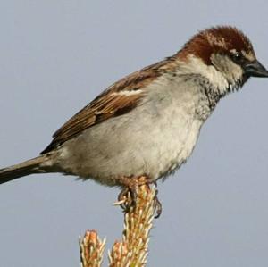 House Sparrow