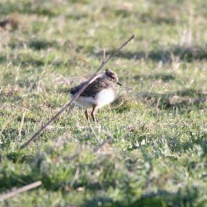 Northern Lapwing