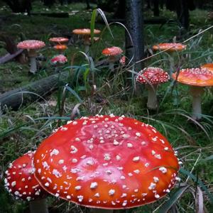 Fly Agaric