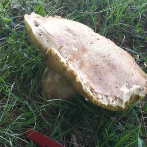 King Bolete