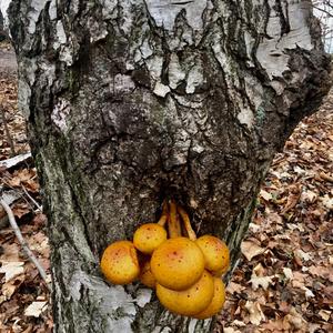 Golden Pholiota