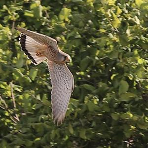 Common Kestrel