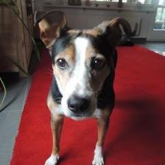 Unknown Breed