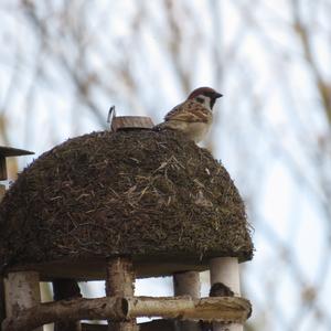 Eurasian Tree Sparrow