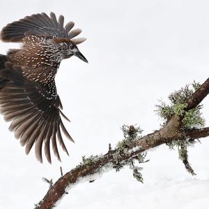 Spotted Nutcracker