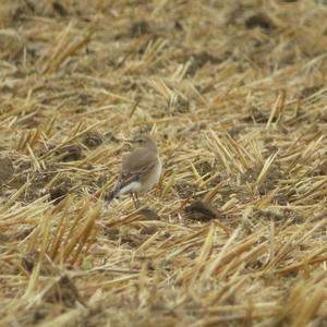 Northern Wheatear