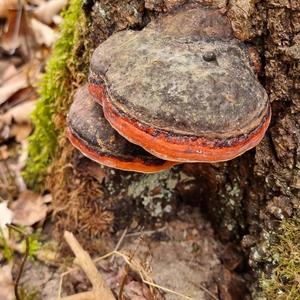 Red-belted Polypore