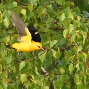 Eurasian Golden Oriole