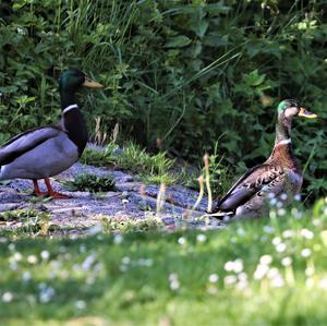 Mallard