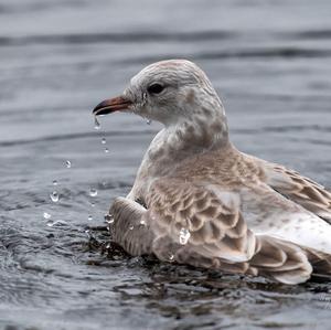 Herring Gull