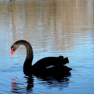 Black Swan