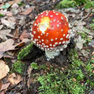 Fly Agaric