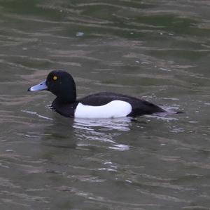 Tufted Duck