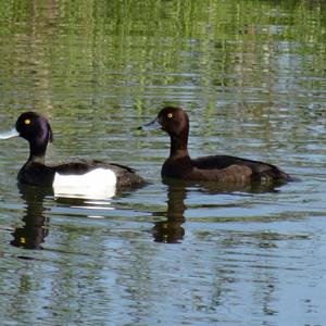 Tufted Duck