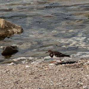 Ruddy Turnstone