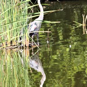 Great Blue Heron