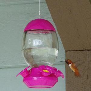 Rufous Hummingbird