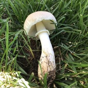 Leucoagaricus holosericeus