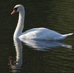 Mute Swan