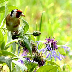 European Goldfinch