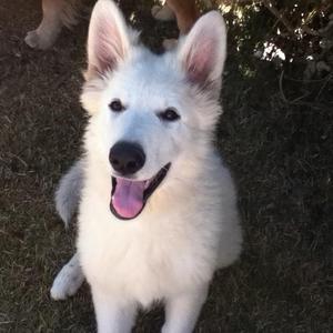 Berger Blanc Suisse