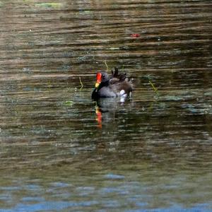 Common Moorhen