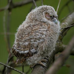 Tawny Owl