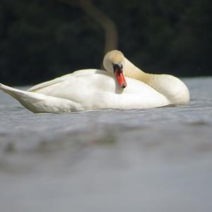 Mute Swan