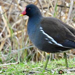 Common Moorhen